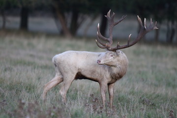 Red deer - Rutting season - 301390443