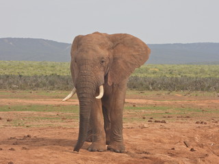 Fototapeta na wymiar Elephant in Addo Elephant NP