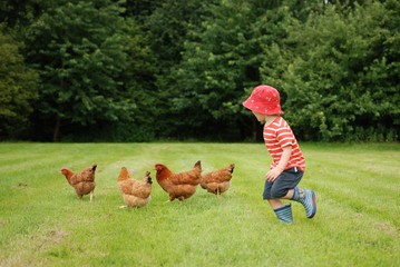 Boy chasing chickens on the grass © Joseph