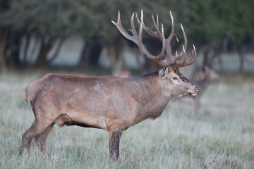Red deer - Rutting season - 301390624