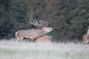 Red deer - Rutting season
