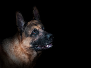 East european shepherd close-up on a black background
