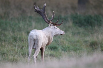 Red deer - Rutting season - 301390694