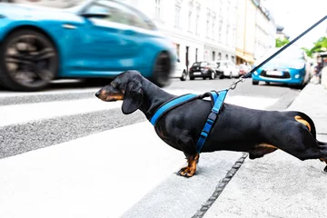 Crédence de cuisine en verre imprimé Chien fou chien et propriétaire en laisse crossing street