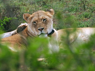 Lioness in Addo Elephant NP