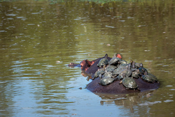 Hippopotamus in Kruger National park, South Africa