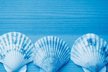 Seashells on a wooden background close-up. Flat lay top view blue color toned