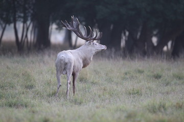 Red deer - Rutting season - 301391046