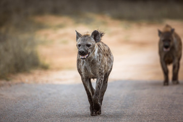 Two Spotted hyaena running in front view in Kruger National park, South Africa ; Specie Crocuta...