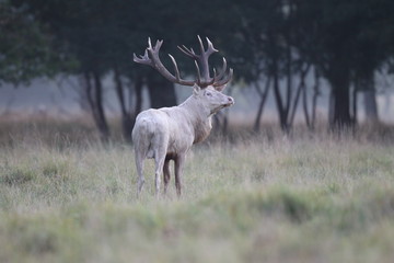 Red deer - Rutting season - 301391062