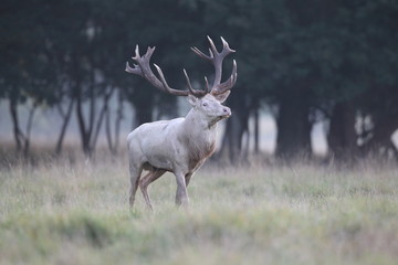 Red deer - Rutting season - 301391210