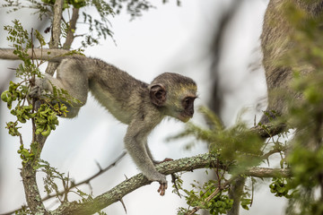 Young Vervet monkey jumping on a branch in Kruger National park, South Africa ; Specie Chlorocebus pygerythrus family of Cercopithecidae