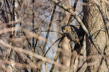 Long eared owl perched resting in deep midwinter, Quebec, Canada.