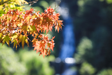 Autumn red and orange leaves with direct sunlight