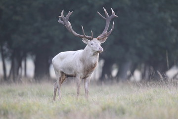 Red deer - Rutting season - 301391419