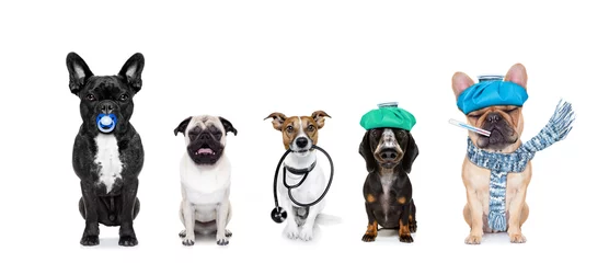 Wall murals Crazy dog medical doctor sick ill dogs