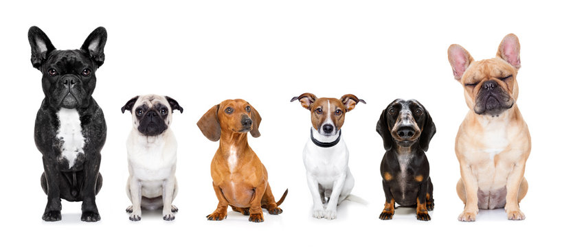 homeless row of dogs to adopt