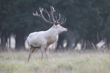 Red deer - Rutting season - 301391633