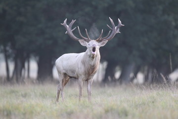 Red deer - Rutting season - 301391815