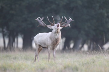 Red deer - Rutting season - 301391831