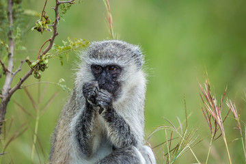 Vervet monkey eating plants in Kruger National park, South Africa ; Specie Chlorocebus pygerythrus...