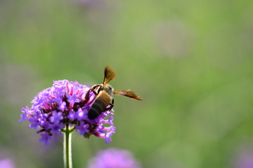 Purple flowers and bees in the park,Close-up photos of pink flowers in the park	