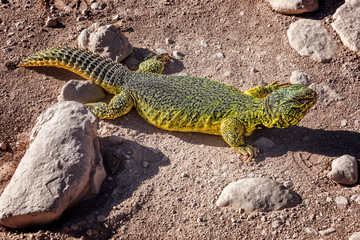Yellow-green lizard (lacertilia) in the Sahara desert.