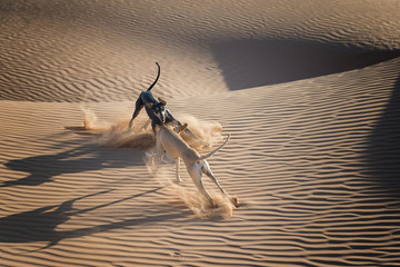 Two Sloughi dogs play in the sand dunes.
