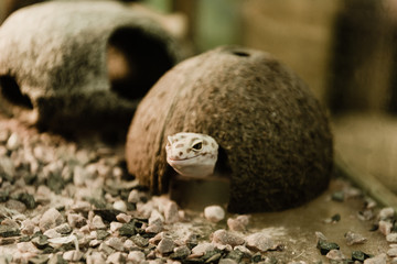 selective focus of reptile near coconut shell and stones