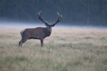 Red deer - Rutting season - 301392223