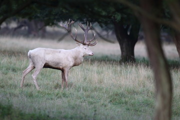 Red deer - Rutting season - 301392235