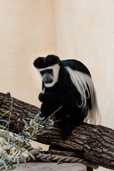 Selective focus of black and white monkey sitting on tree near green plant