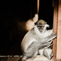 cute chimpanzee sitting in zoo
