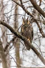 Long eared owl perched resting in deep midwinter, Quebec, Canada.