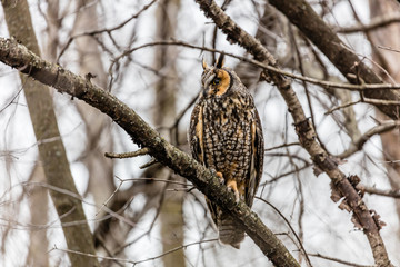 Long eared owl perched resting in deep midwinter, Quebec, Canada.