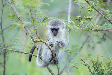 Chacma baboon in Kruger National park, South Africa