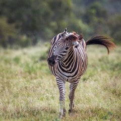 Plains zebra in Kruger National park, South Africa