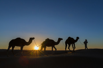 A nomad with dromedaries in the desert.