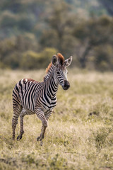 Plains zebra in Kruger National park, South Africa