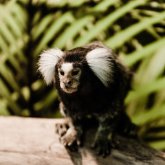 selective focus of cute marmoset monkey in zoo