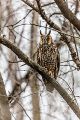 Long eared owl perched resting in deep midwinter, Quebec, Canada.
