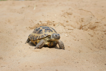 Central Asian tortoise crawling on the sand.