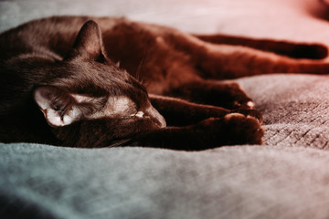 Brown oriental breed domestic cat lies on a grey bedcover.