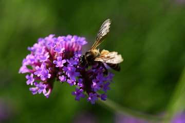 Purple flowers and bees in the park