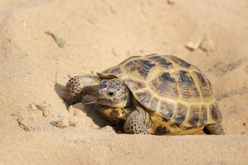 Central Asian tortoise crawling on the sand.