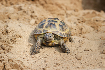 Central Asian tortoise crawling on the sand.