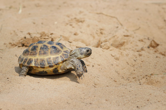 Central Asian tortoise crawling on the sand.