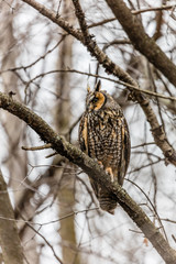 Long eared owl perched resting in deep midwinter, Quebec, Canada.