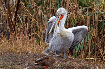 A large white Pelican with wings spread in a thicket of dry yellow autumn grass on the shore.