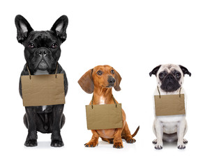 homeless row of dogs to adopt